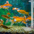 Aquarium Shrimp Feeder Tube Acrylic Fish Feeding Device Sinking