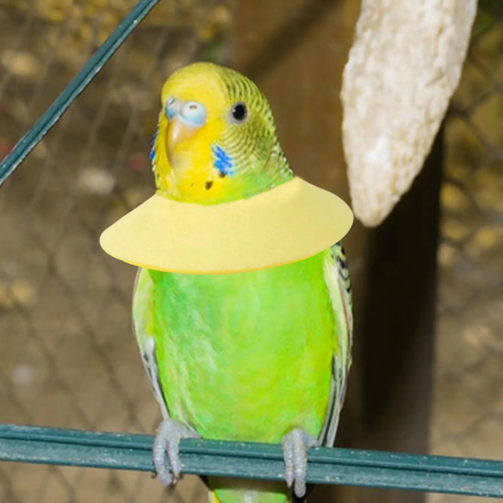 Parrot Anti-Bite Recovery Collar – Elizabethan Bird Neck Cone Bird Recovery Collar Zpaxo