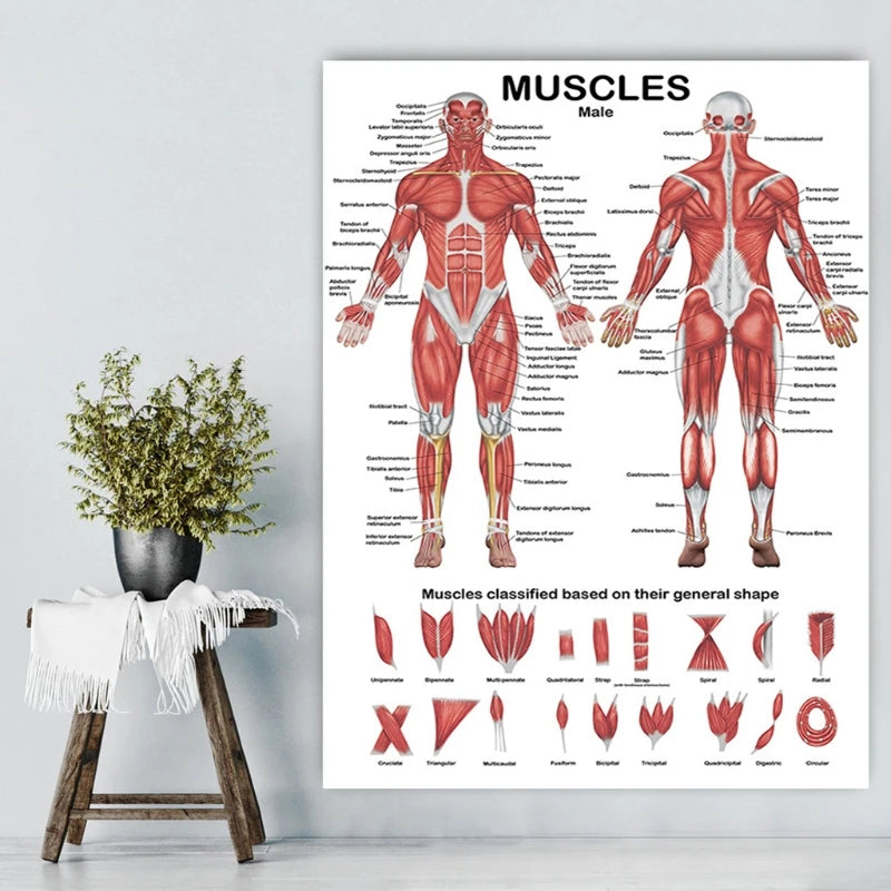 Professional Human Muscular System Anatomical Chart Muscle Anatomy