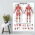 Professional Human Muscular System Anatomical Chart Muscle Anatomy