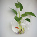 Glass Wall-mounted Plant Greenhouse Propagation Station Vase Air Home