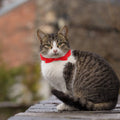 Chic Adjustable Bow Tie Collar Dogs Cats Breathable Comfortable