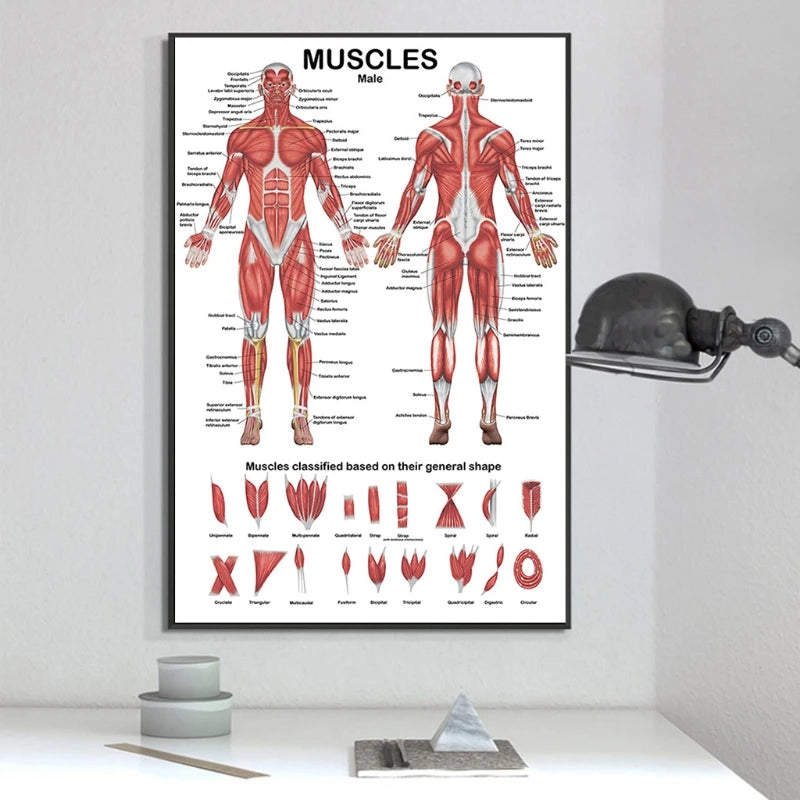 Professional Human Muscular System Anatomical Chart Muscle Anatomy