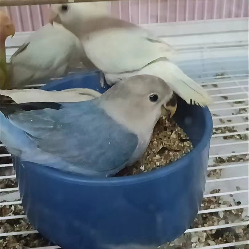 Anti-scatter Bird Pigeon Food Bowl Cover Parrot Feeder Dish