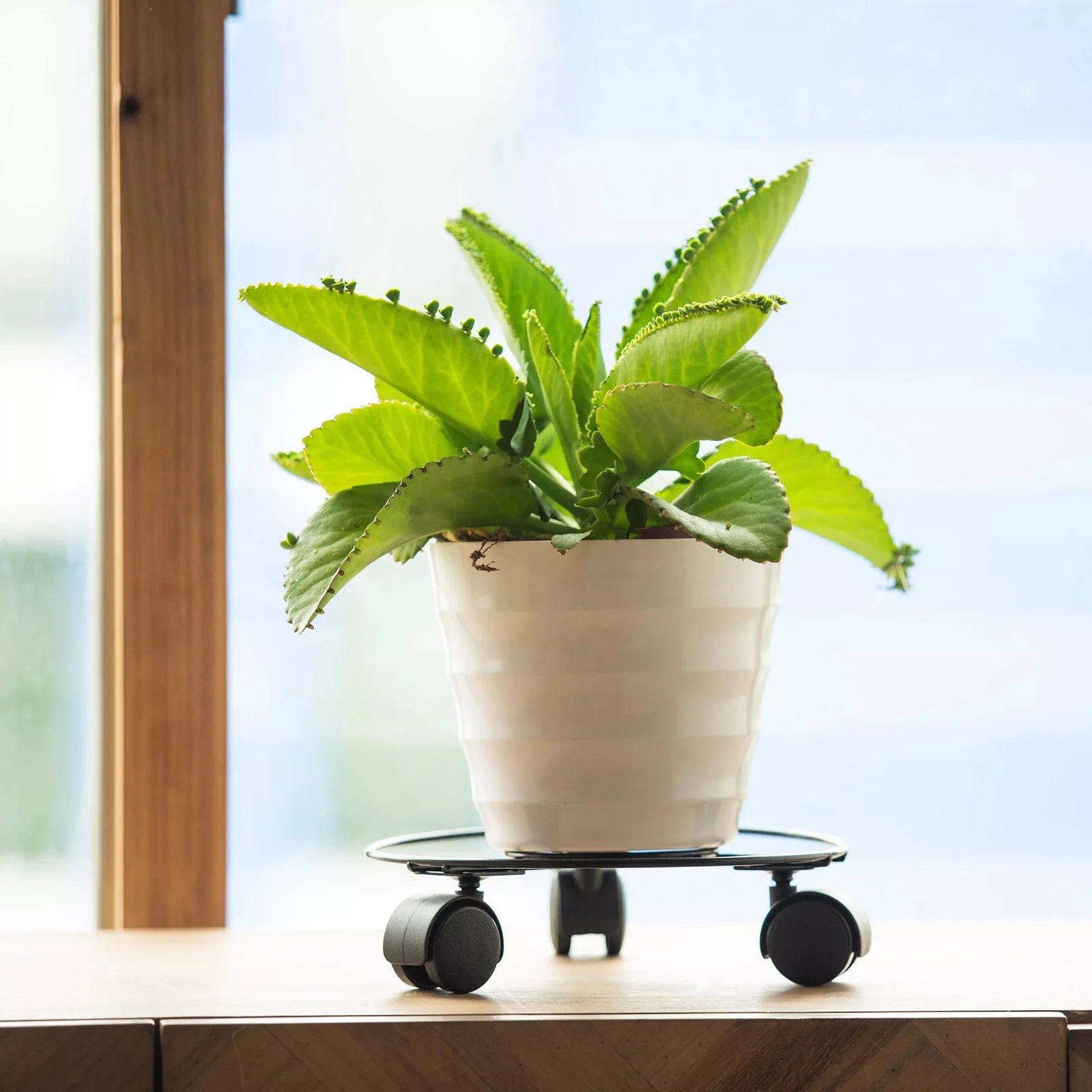 Plant Saucer Rolling Plant Stand with 3 Wheels Plant Tray Roller Accessory Pallet Trolley Multipurpose for Backyard Sturdy Zpaxo