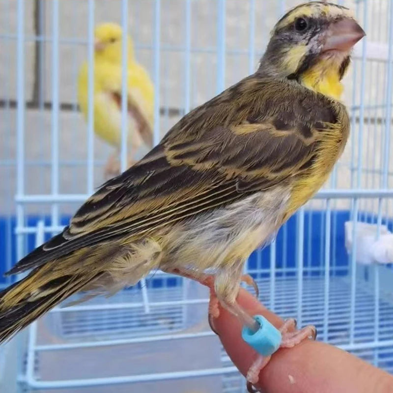 Bird Foot Rings Parrot Finch Canary Gouldian Diameter Ring Leg Bands