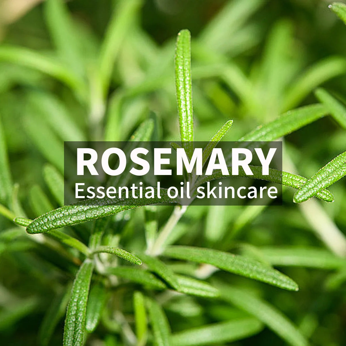 Rosemary Essential Oil Facial Cleanser Mousse – Oil Control Facial Cleanser Mousse Zpaxo