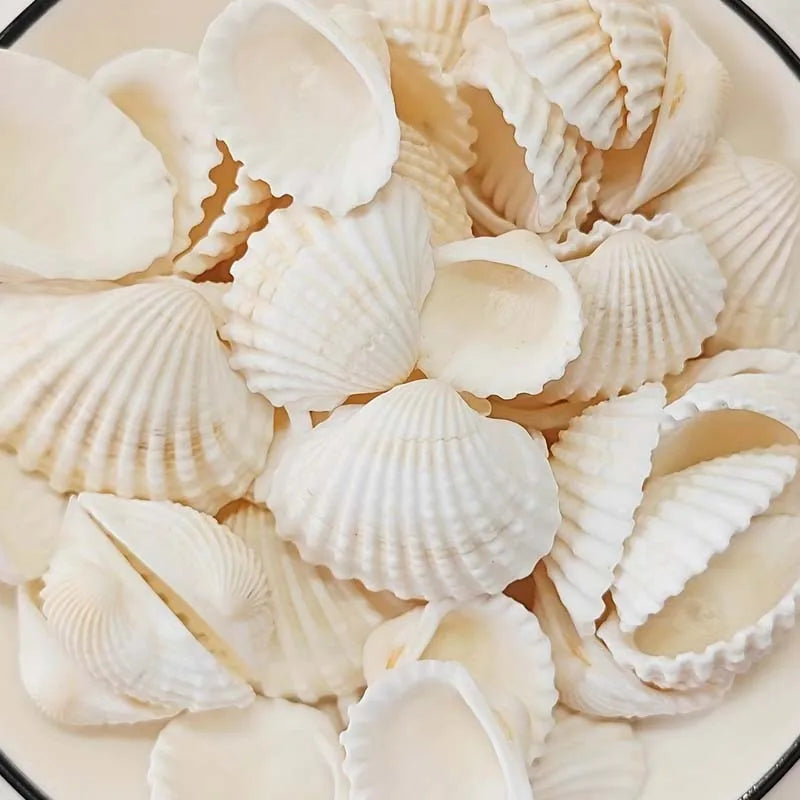 25pcs Natural Sea Charms Suitable for DIY Jewelry Making, Seashell Beads for Necklace, Bracelet, Earring Crafting Zpaxo 25PCS