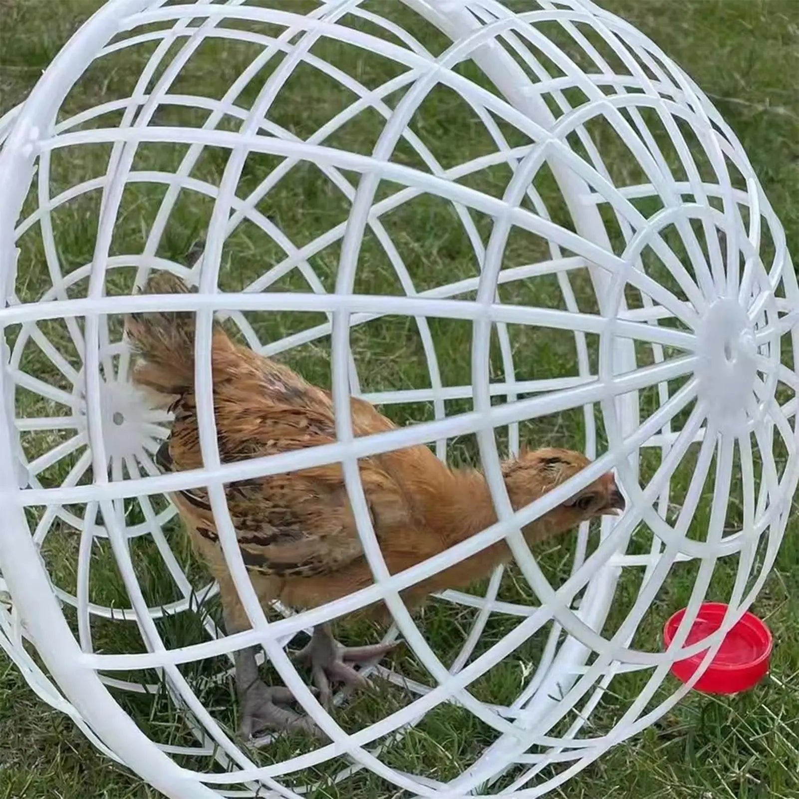 Spherical Chicken Ball Cage Outdoor Rolling Exercise Pen Safe Range