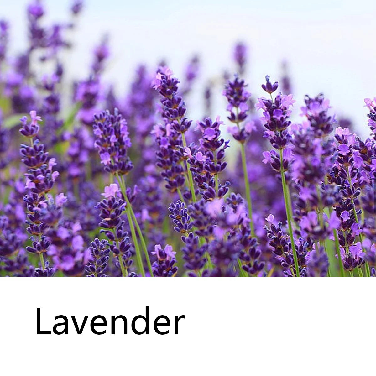 Lavender Essential Oil Shampoo Bar – Hair & Hand Soap Shampoo Bar Soap Zpaxo