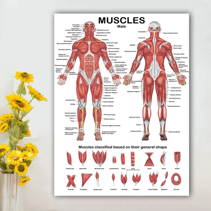Professional Human Muscular System Anatomical Chart Muscle Anatomy