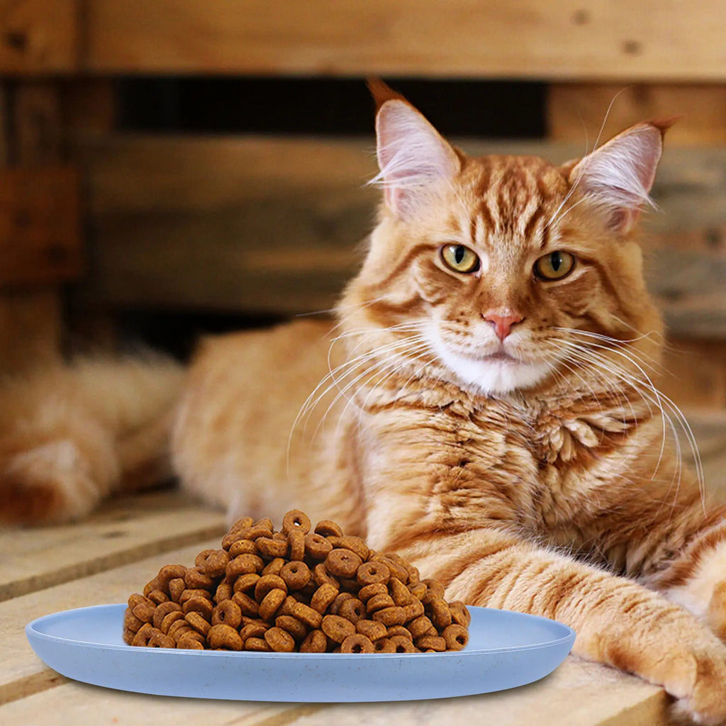 Cat Food Bowl Shallow Round Dishes Stable Easy Clean Feeding Wet Dry