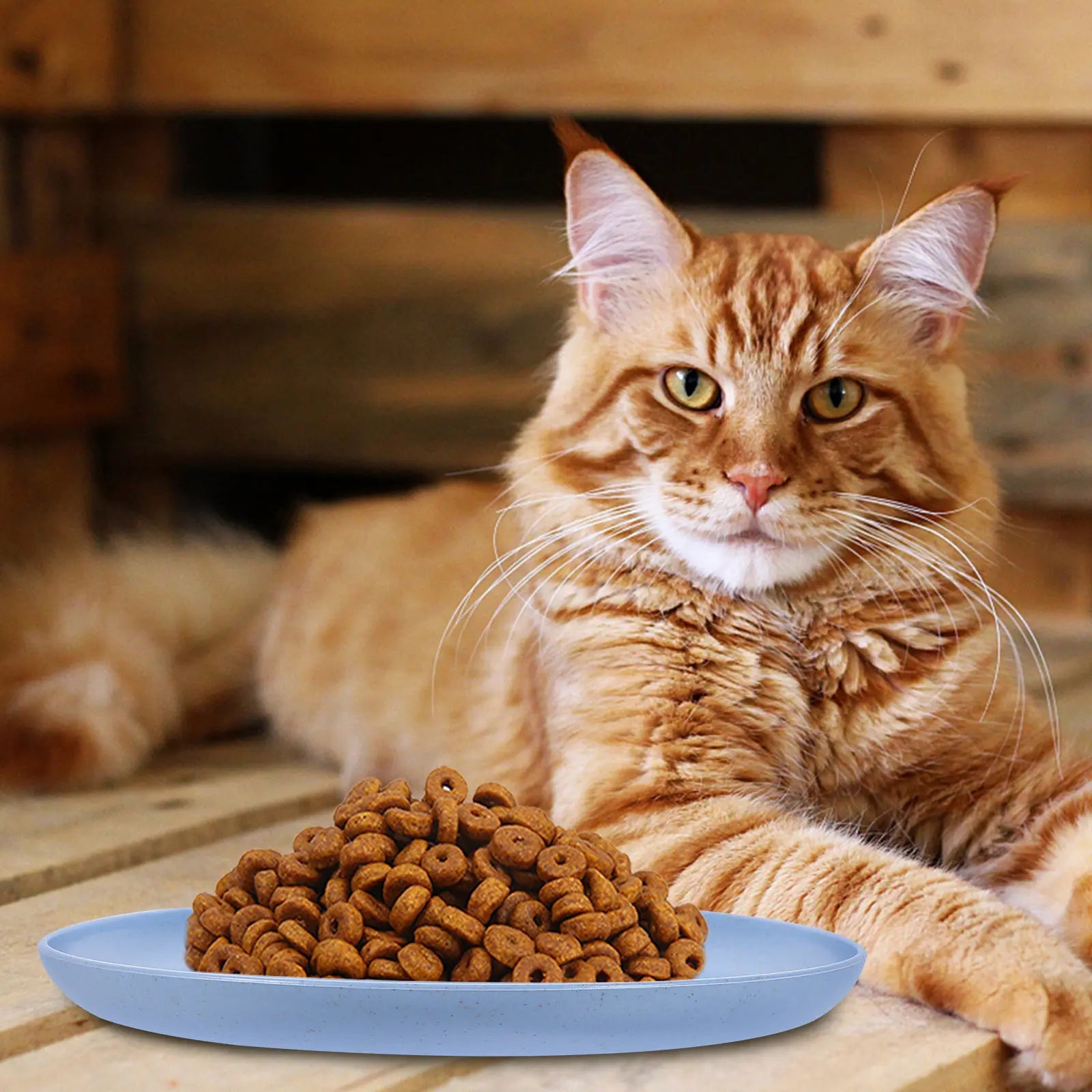 Cat Food Bowl Shallow Round Dishes Stable Easy Clean Feeding Wet Dry