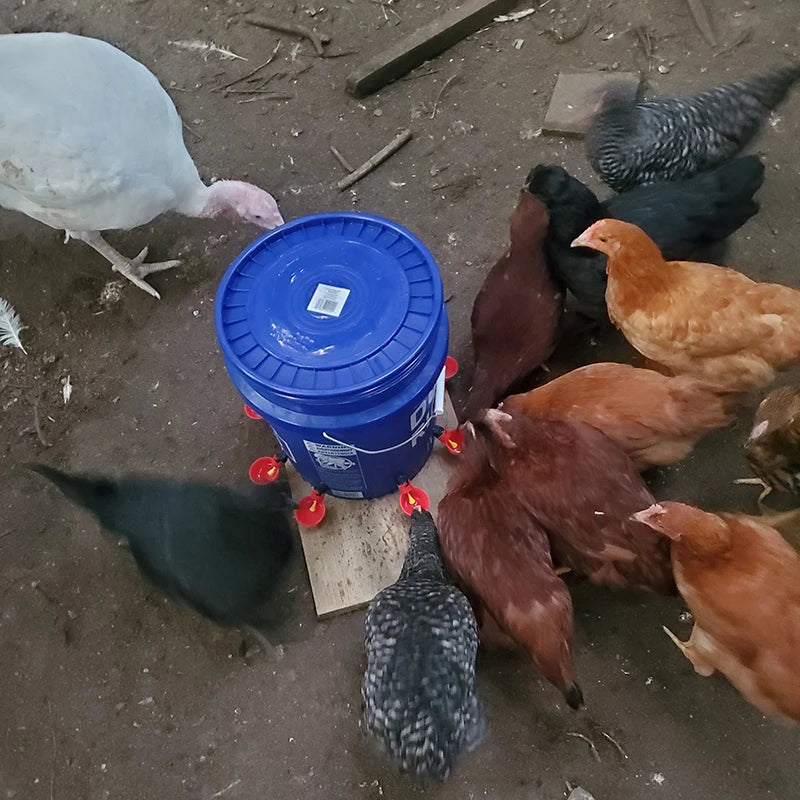 10 Quail Automatic Fowl Bowl Chicken Hen Poultry Water Drinking Cups Zpaxo