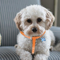 Pet Harness Leash Adorable Cartoon Design Wear Resistant Breathable