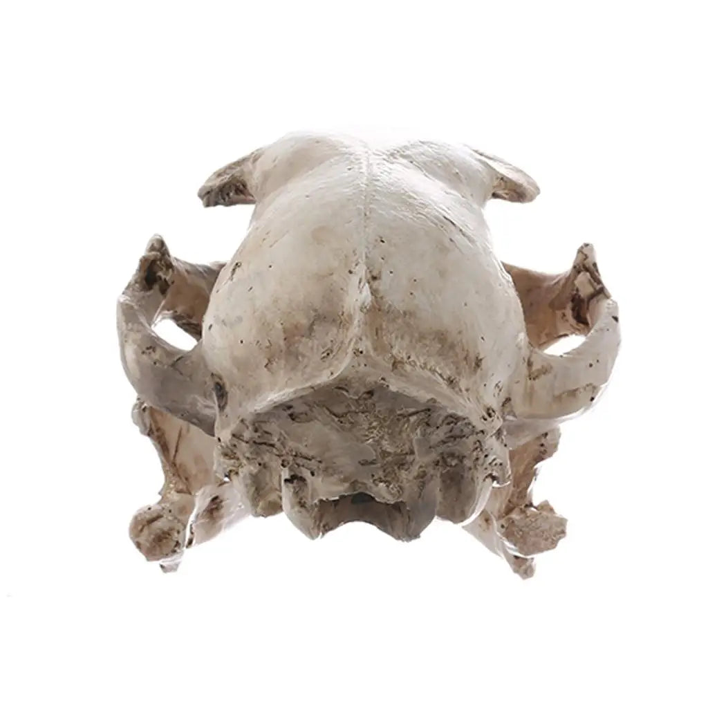 White Resin Cat Skull Model Collectible Figurine Nautical Statue Zpaxo