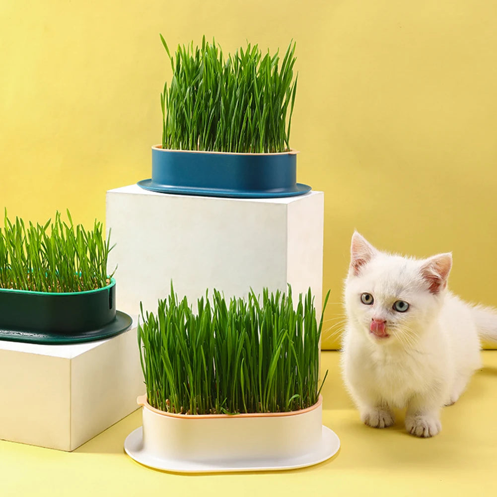 Cat Grass Planter Pet Digestion Growing Tray Box Plastic Nursery