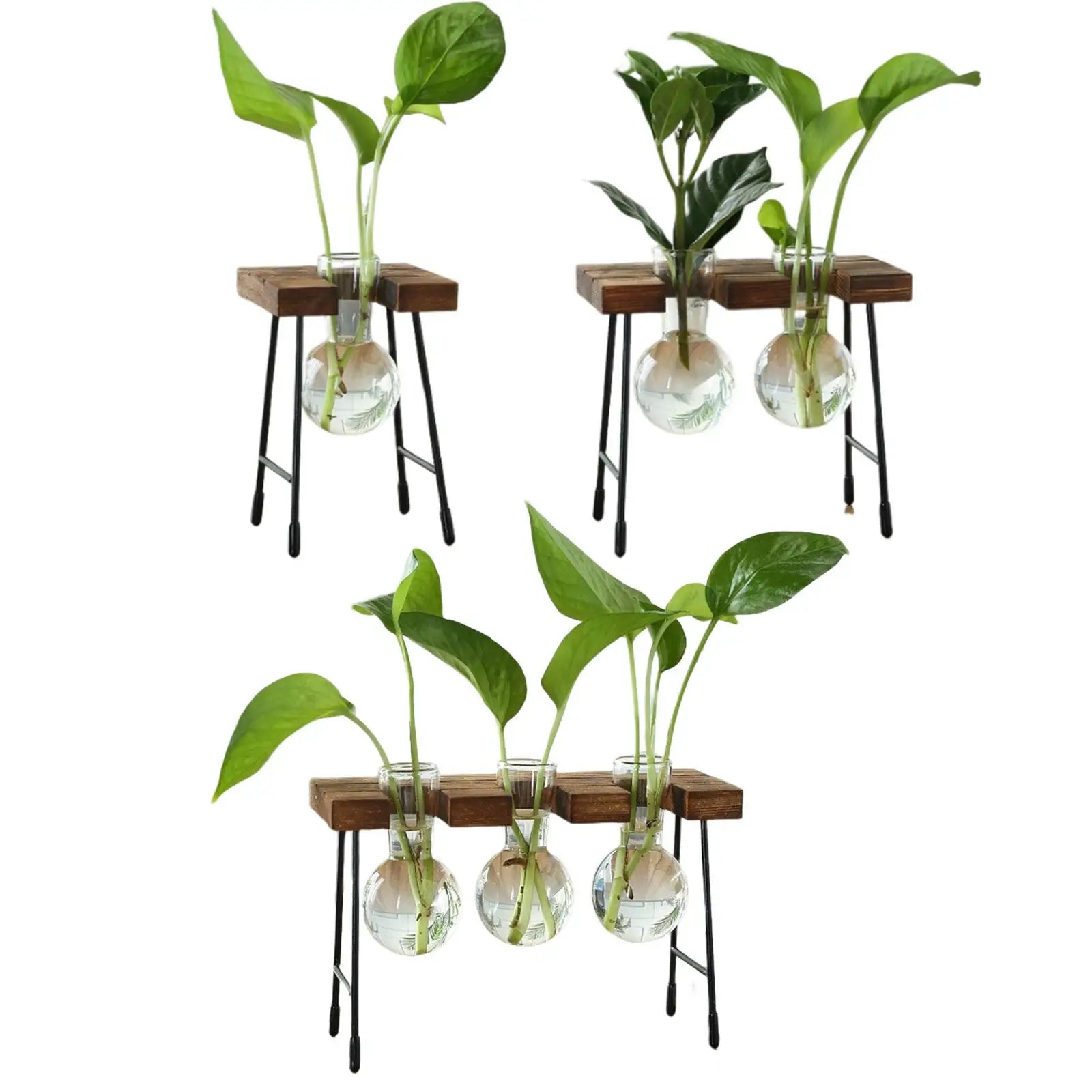 Hydroponic Glass Bud Vase with Wooden Stand | Tabletop Planter Glass Bud Vase Zpaxo