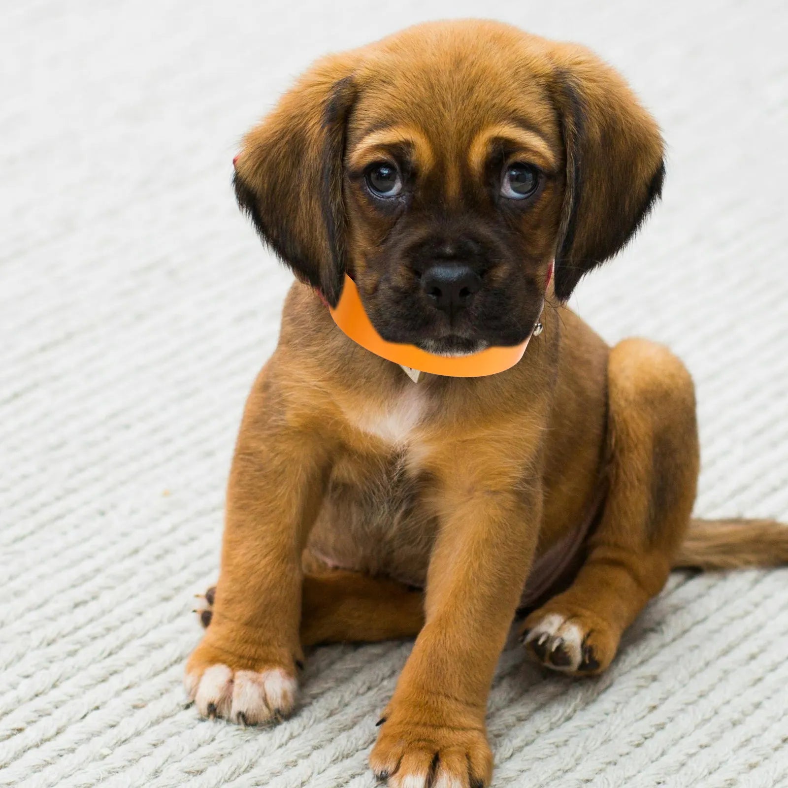 Puppy Id Collars Adjustable Whelping Pet Identification Bands Litter Zpaxo