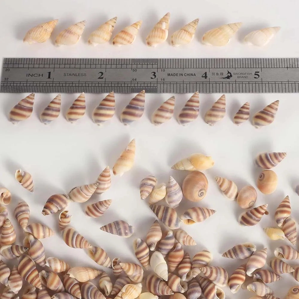 20g about100 PCS Tiny Mini Small Sea Shells for Crafting Spiral Conch Shells for Crafts Charms for Home Decorations Candle Decor Zpaxo