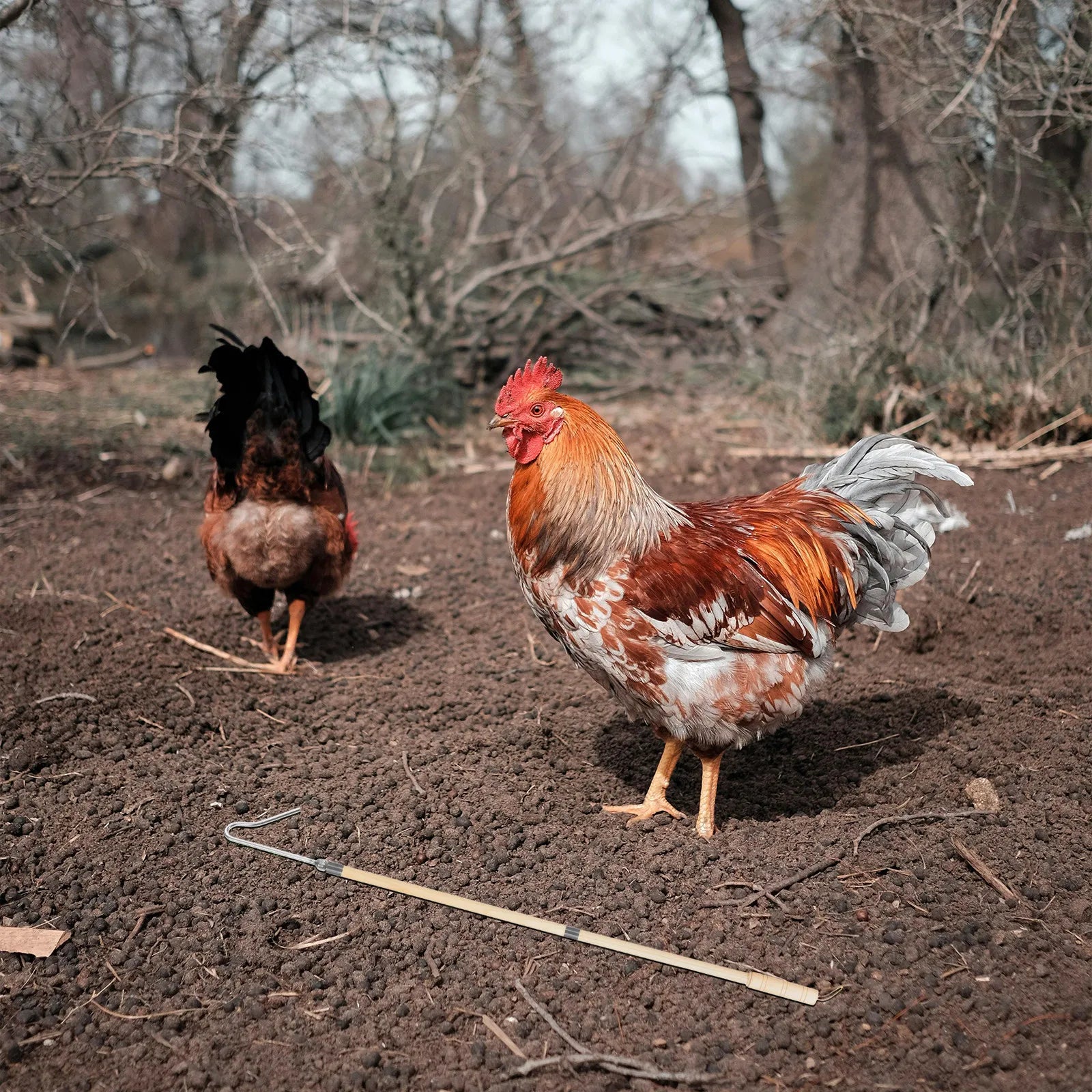 Professional Chicken Catcher Hook Rod Chickens Ducks Geese Quick