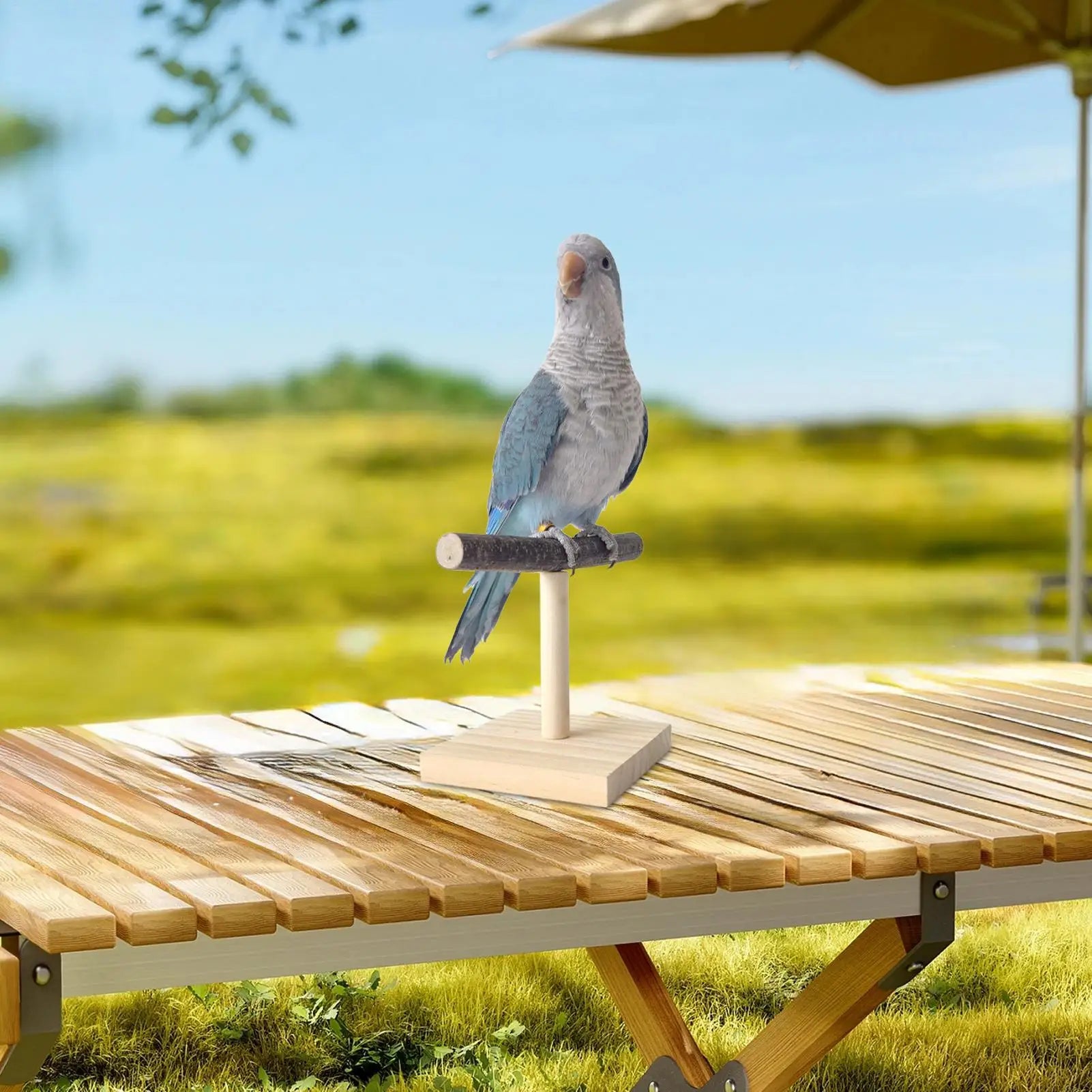 Natural Wood Parrot Perch Stand T Shape Desktop Bird Training Branch