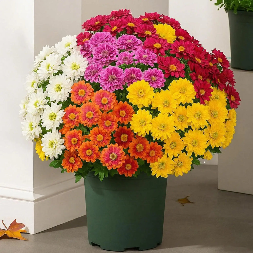 Artificial Mums Outdoors 10-Bundle Outdoor Sunset Fall Flowers