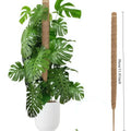 Natural Bendable Coir Moss Pole DIY Customizable Plant Support for Monstera Pothos Indoor Garden Home Decor Garden Accessories Zpaxo Bendable 30CM