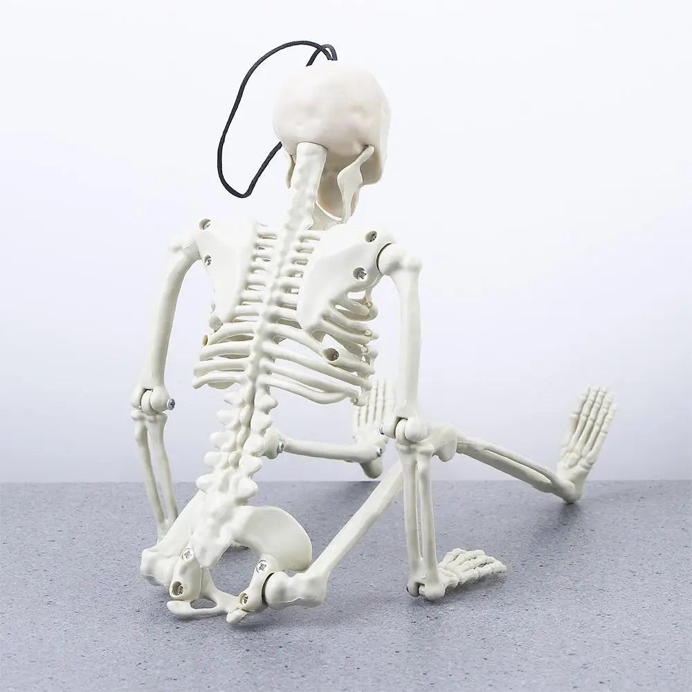 40cm Ornaments Car interior accessories Biology teaching Human Bones Halloween props Car Rearview mirror pendant Skeleton model Zpaxo