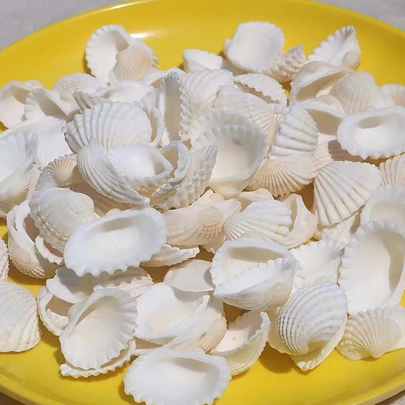 25pcs Natural Sea Charms Suitable for DIY Jewelry Making, Seashell Beads for Necklace, Bracelet, Earring Crafting Zpaxo