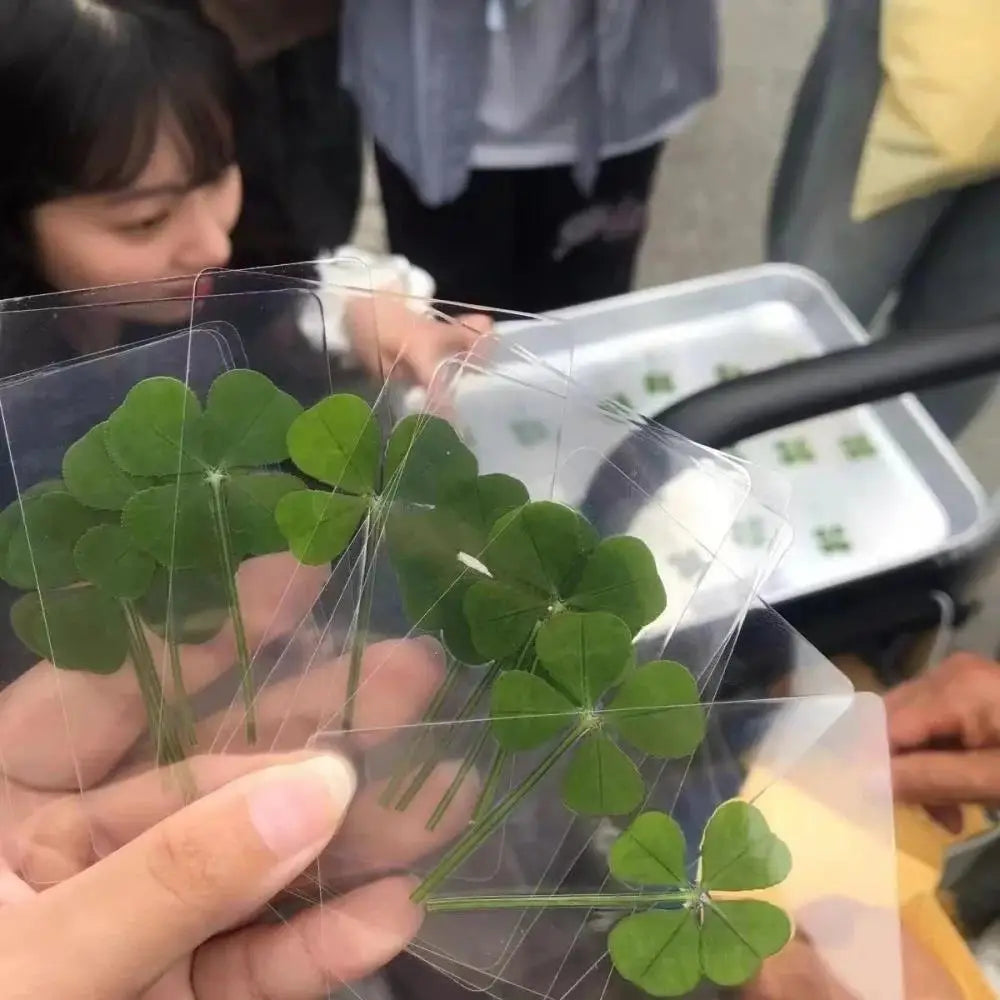 Lucky Four-leaf Clover Postcards Grass Acrylic Transparent Wishing Zpaxo