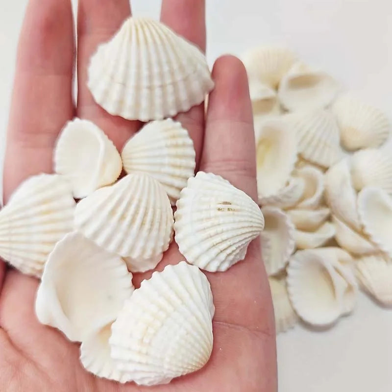 25pcs Natural Sea Charms Suitable for DIY Jewelry Making, Seashell Beads for Necklace, Bracelet, Earring Crafting Zpaxo