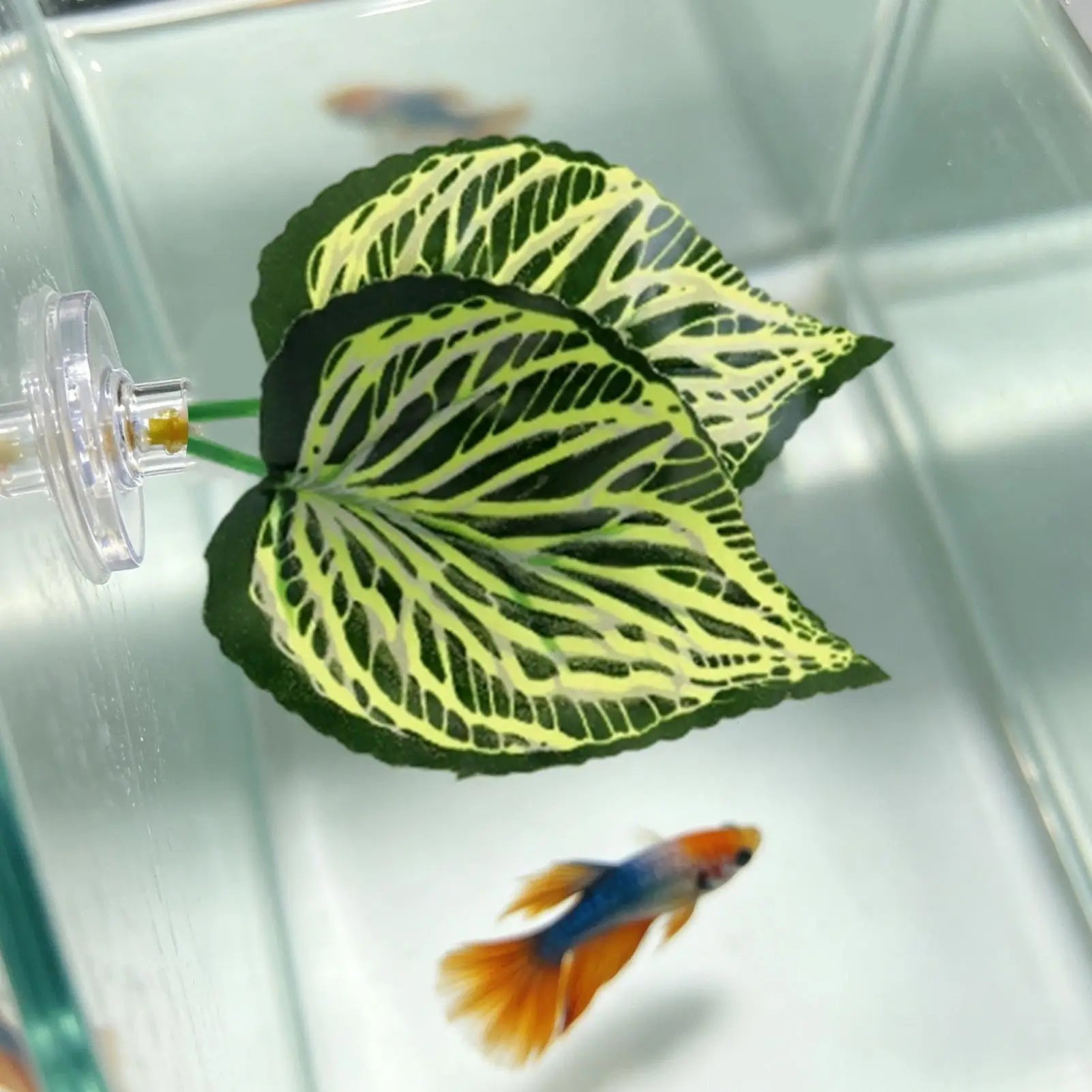 Betta Leaf Hammock Betta Fish Leaf Bed Resting Leaf Pad Natural Environment Fish Spawning Grounds Aquarium Fish tank decoration Zpaxo