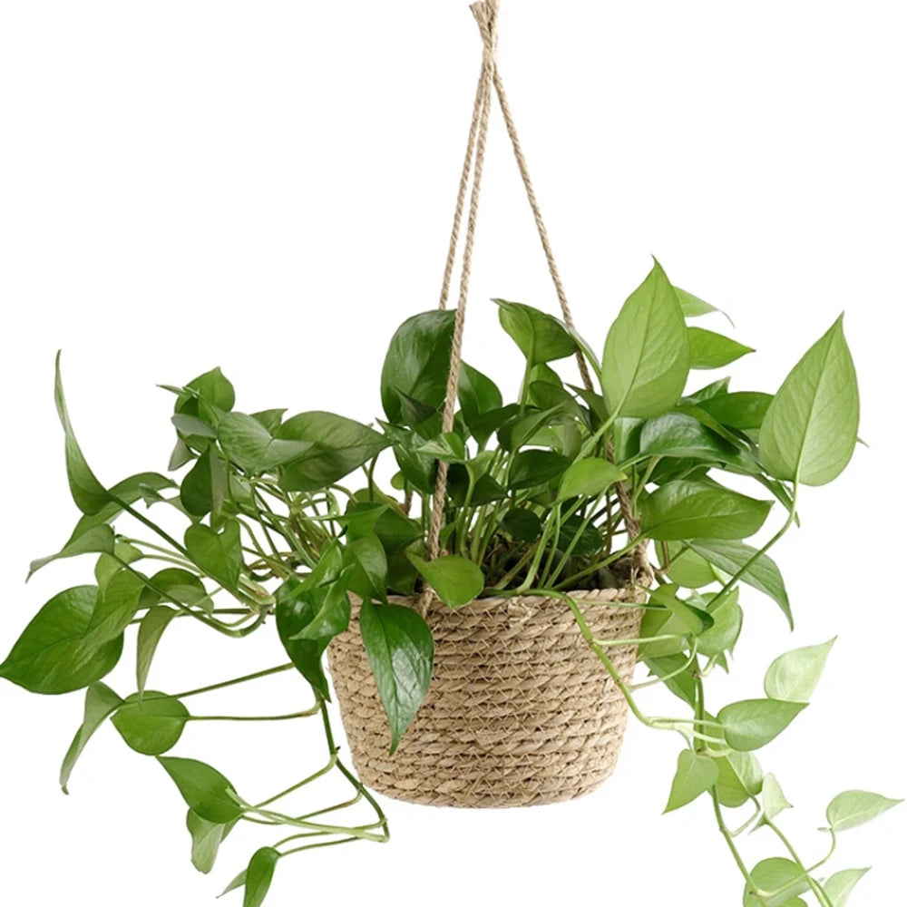 Handwoven Straw Hanging Basket Planter – Rattan Orchid Pot Hanging Basket Planter Zpaxo