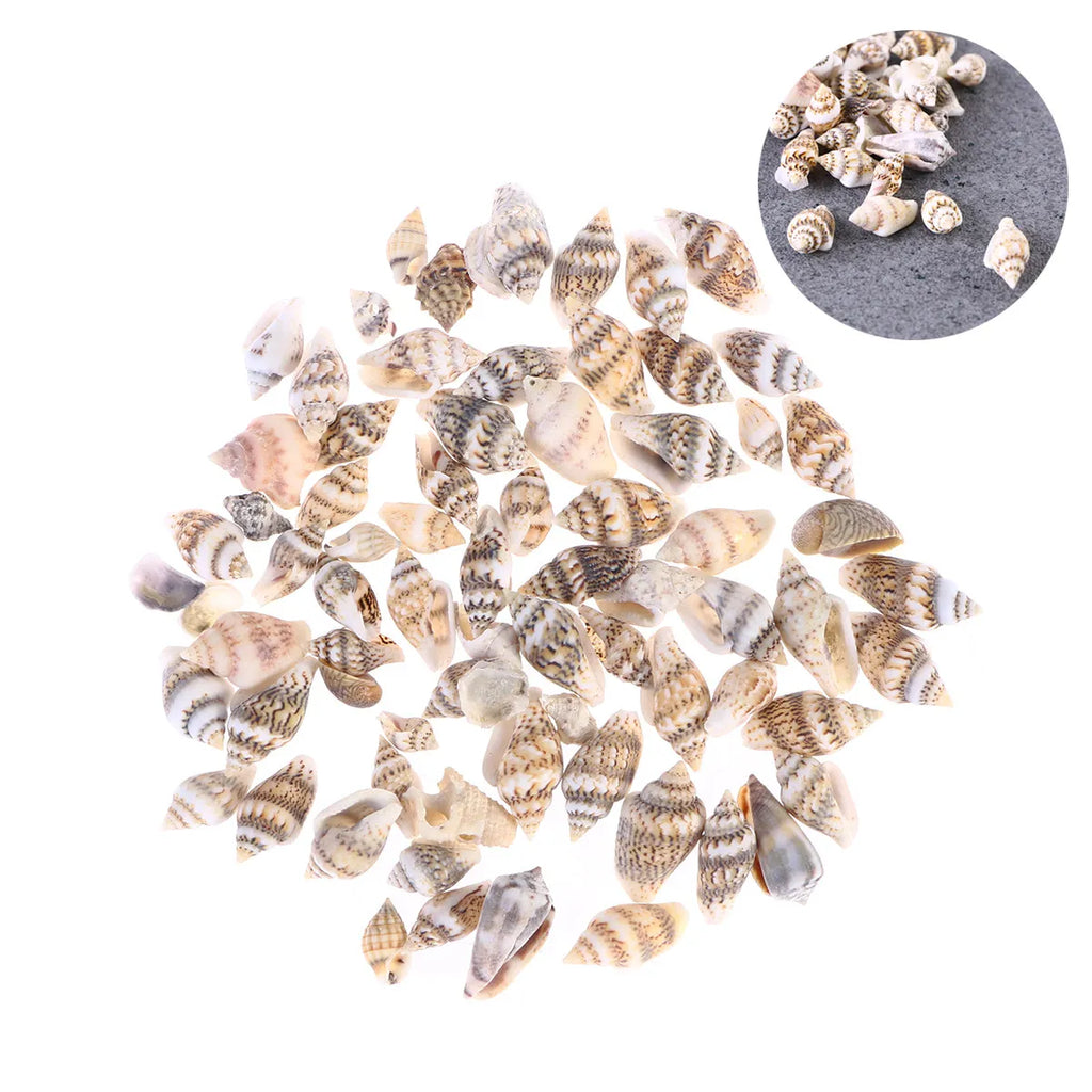 Natural Seashells Crafts Decorative Conch Rich Dark Teal Subtle Ideal