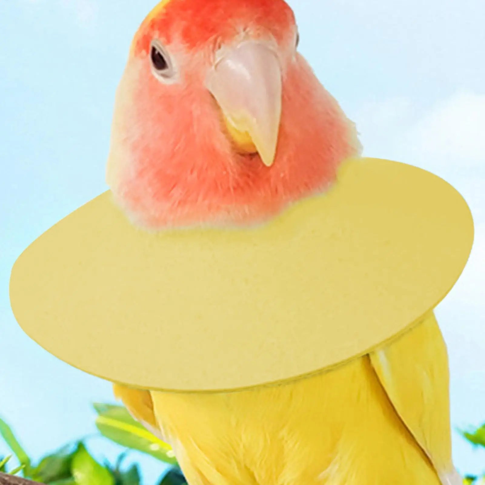 Parrot Anti-Bite Recovery Collar – Elizabethan Bird Neck Cone Bird Recovery Collar Zpaxo
