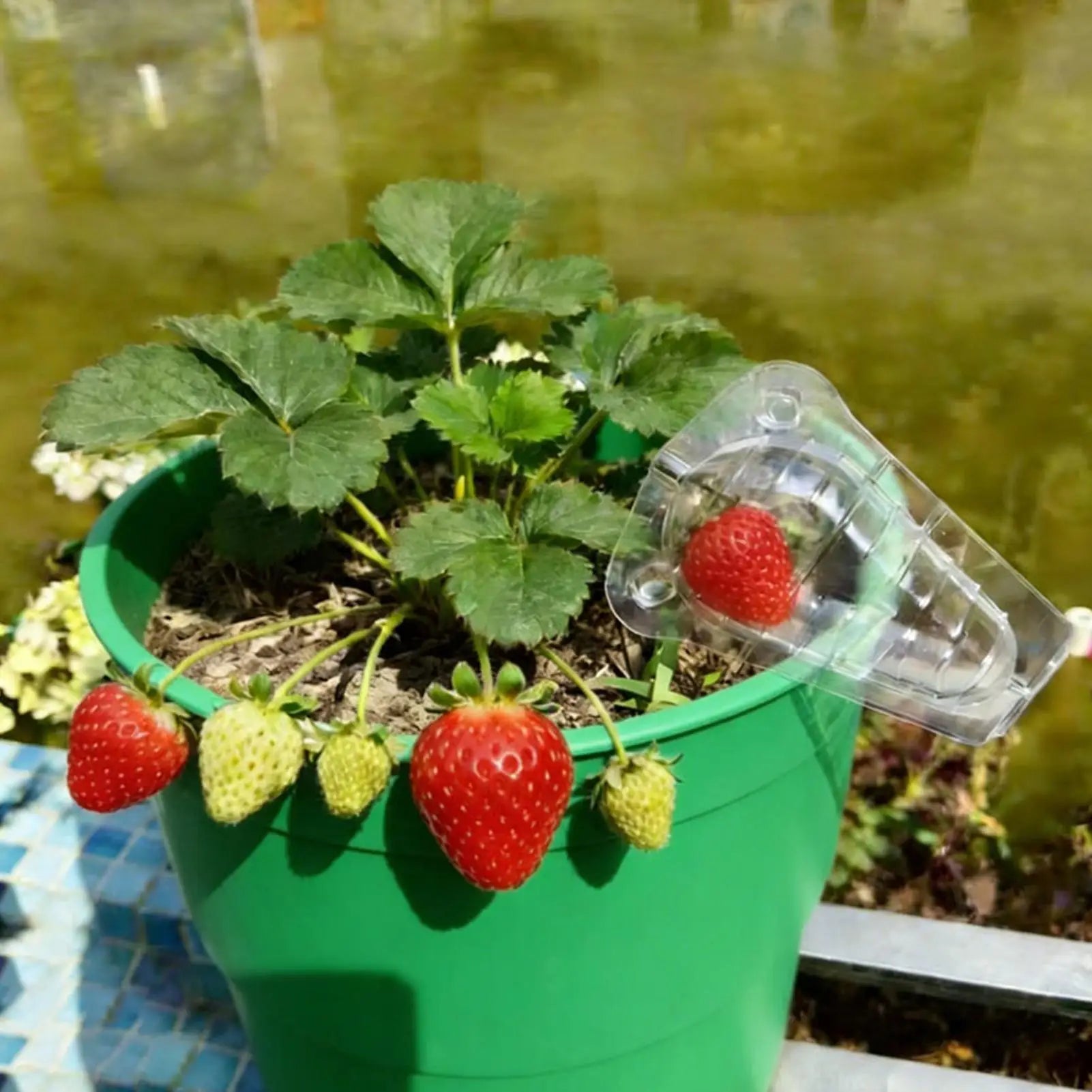 Strawberry Protectors 50-Pieces Clear Reusable Ventilation Cover