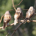 Home party wedding decor Gray fake birds artificial foam feathers sparrow 1Pc Zpaxo Style1