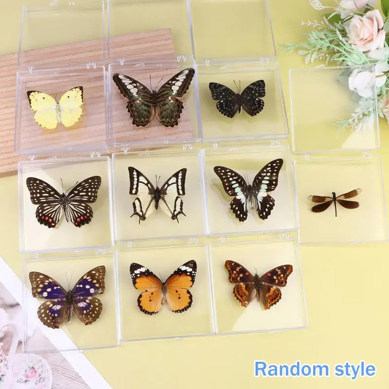 Insect Specimen Butterfly Girls Children's Day Teachers Exquisite Zpaxo