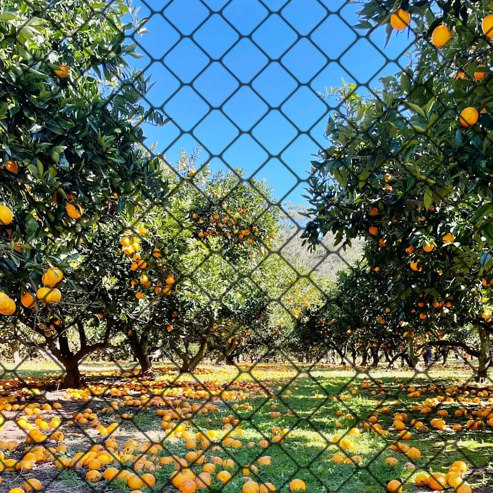 Nylon Bird Netting Mesh Hawk Protective Garden Net 25 X 50 FT Fruit Zpaxo