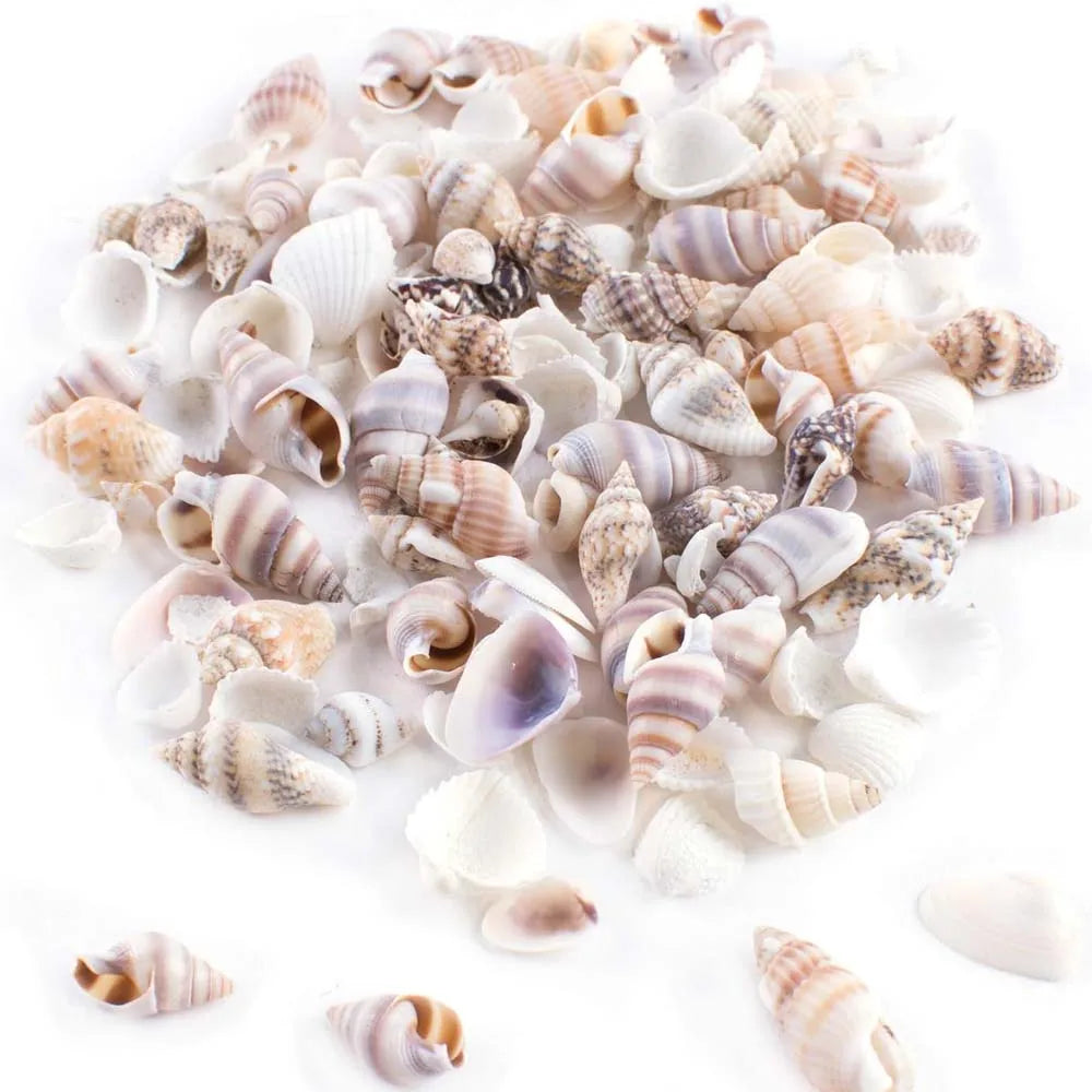 40g About200pcs Tiny Mini Small Sea Shells for Crafting Spiral Conch Shells for Crafts Charms Home Decorations Candle Decor Zpaxo