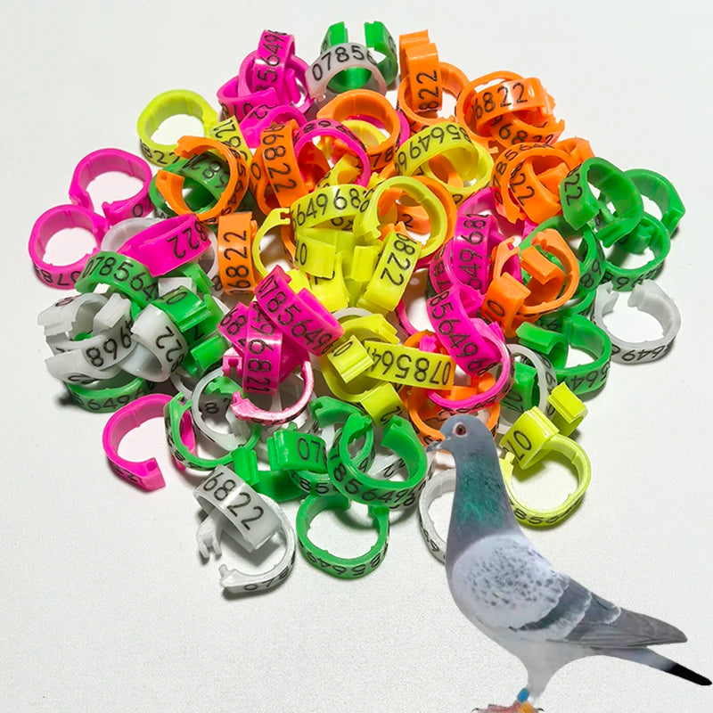 Personalized Inner Plastic Pigeon Dove Bands Rings Custom Laser