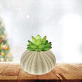 Sea Urchin Shells Creative Pineapple Plant Pots Natural Air Holders