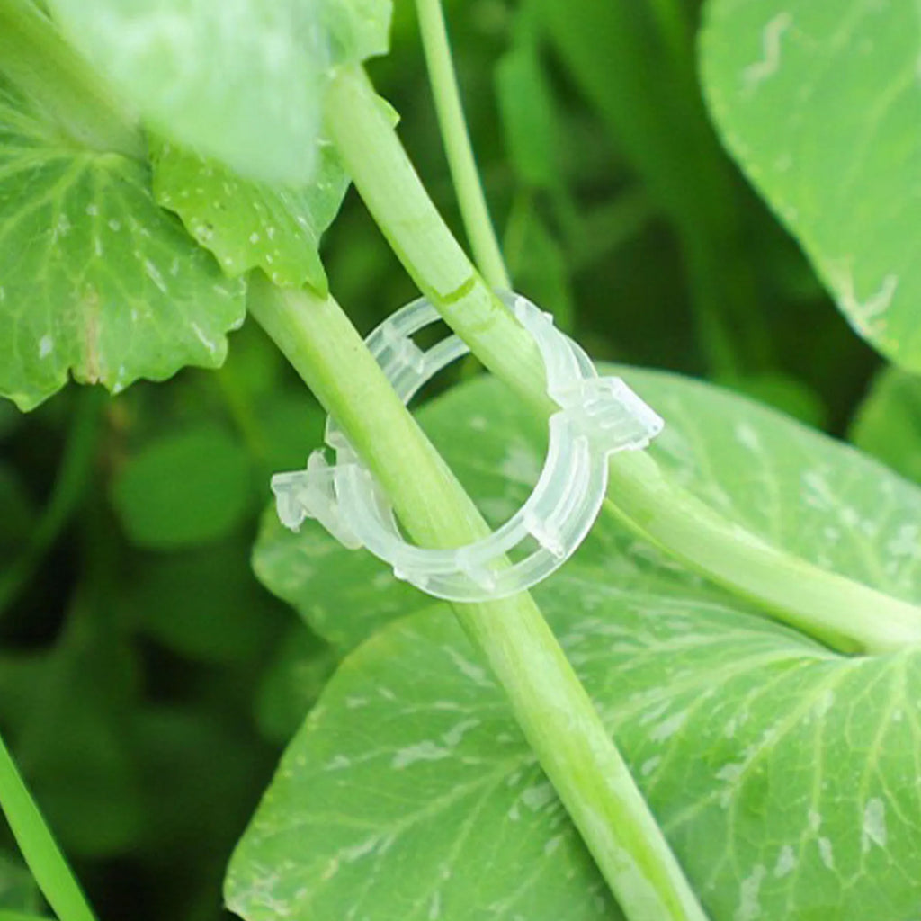 Secured Plastic Tomato Clips for Securing Garden Clips Reusable Easy To Use for Climbing Plants Grape Vine Vegetables Stems Zpaxo