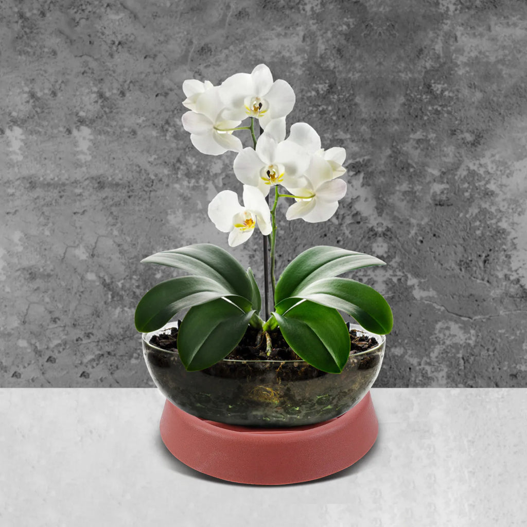 4pcs Flowerpot Tray Premium Durable Water-Resistant Plant Pot Plate For Heavy Pots Garden Decor Succulent Pot Dish Gardening Zpaxo