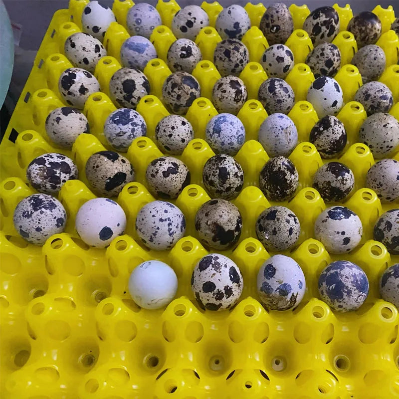 Plastic Quail Egg Tray Pigeon Holder Bird Crate Dividers Storage