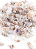 40g About200pcs Tiny Mini Small Sea Shells for Crafting Spiral Conch Shells for Crafts Charms Home Decorations Candle Decor Zpaxo 40g About200pcs