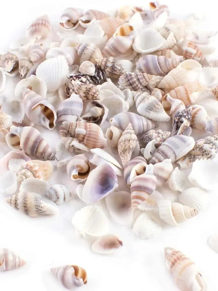 40g About200pcs Tiny Mini Small Sea Shells for Crafting Spiral Conch Shells for Crafts Charms Home Decorations Candle Decor Zpaxo 40g About200pcs