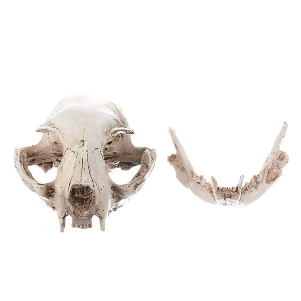 White Resin Cat Skull Model Collectible Figurine Nautical Statue Zpaxo