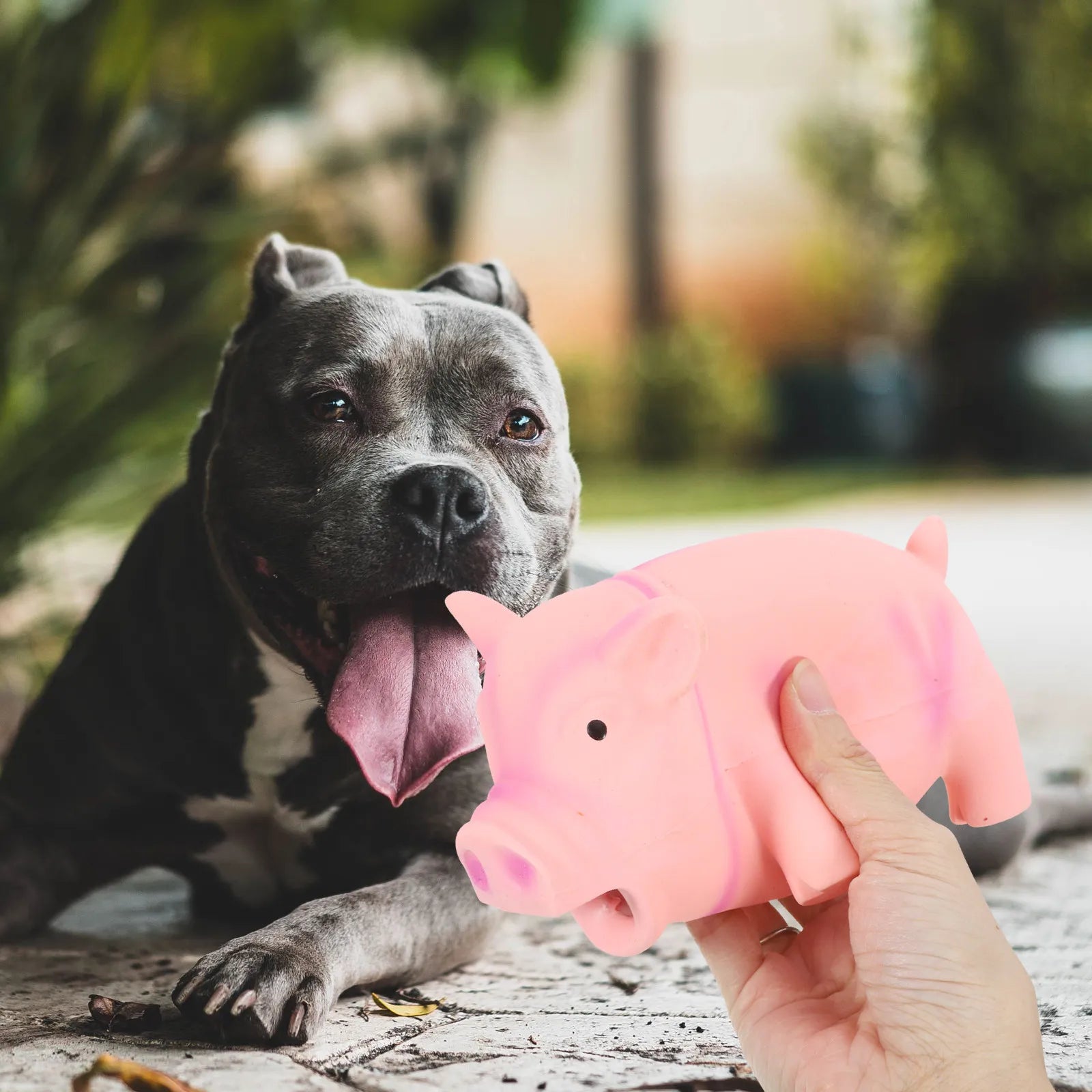 Pig Shape Dog Bite Resistant Latex Chew Squeaky Training Interactive